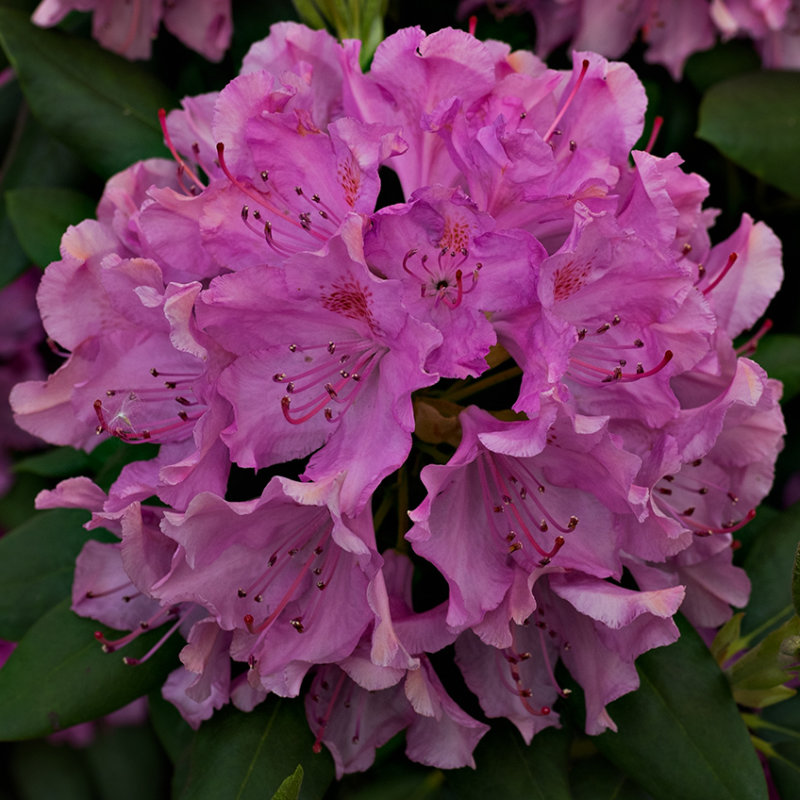 Rhododendron