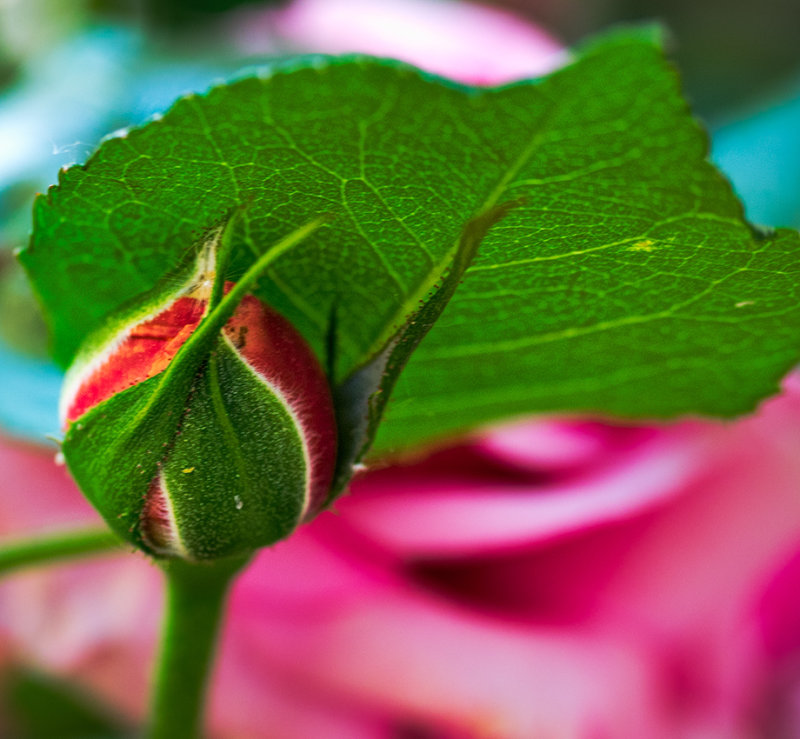 Rose bud
