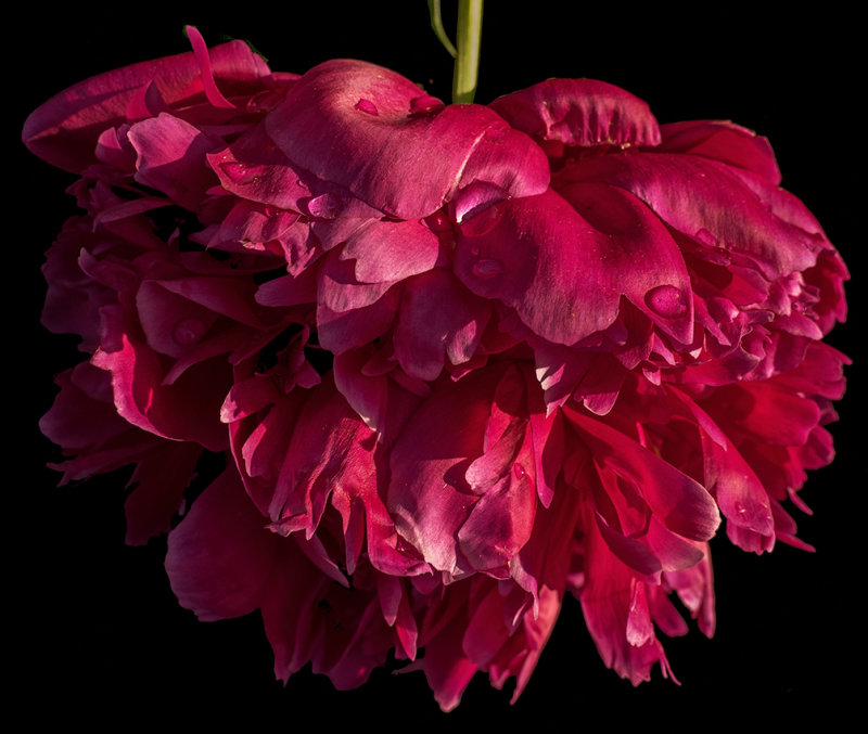 Peony - In sunlight after a shower