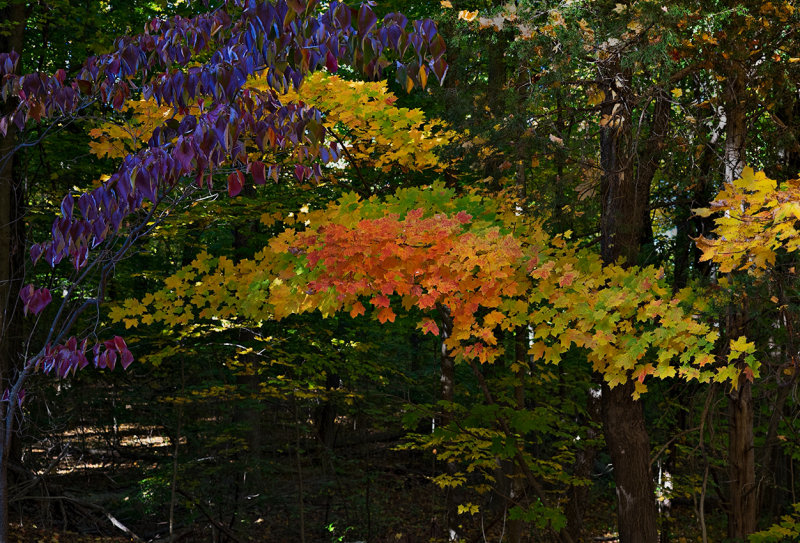Autumn in Connecticut