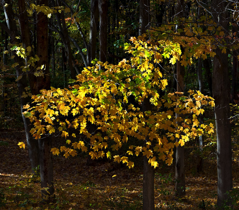 Autumn in Connecticut