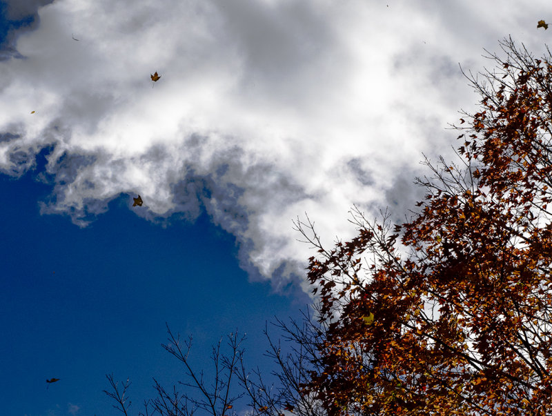 Autumn leaves in-flight