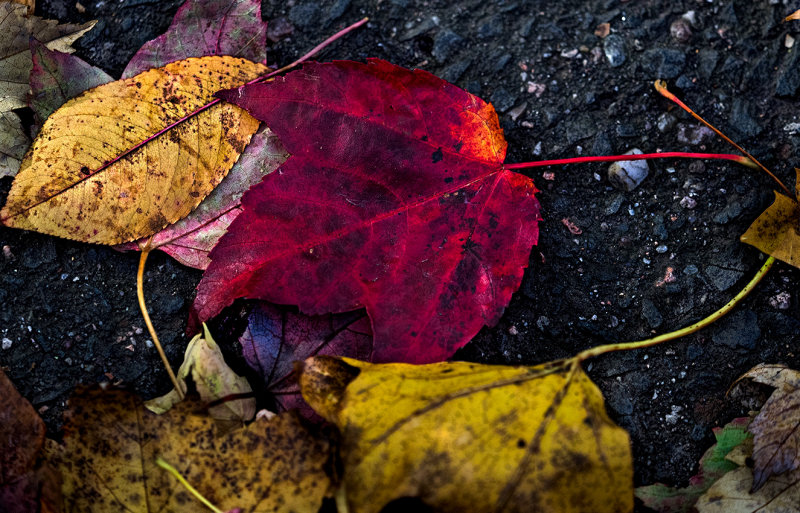 Fallen color
