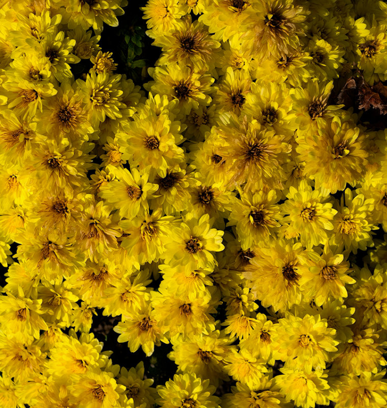 Flowers in November