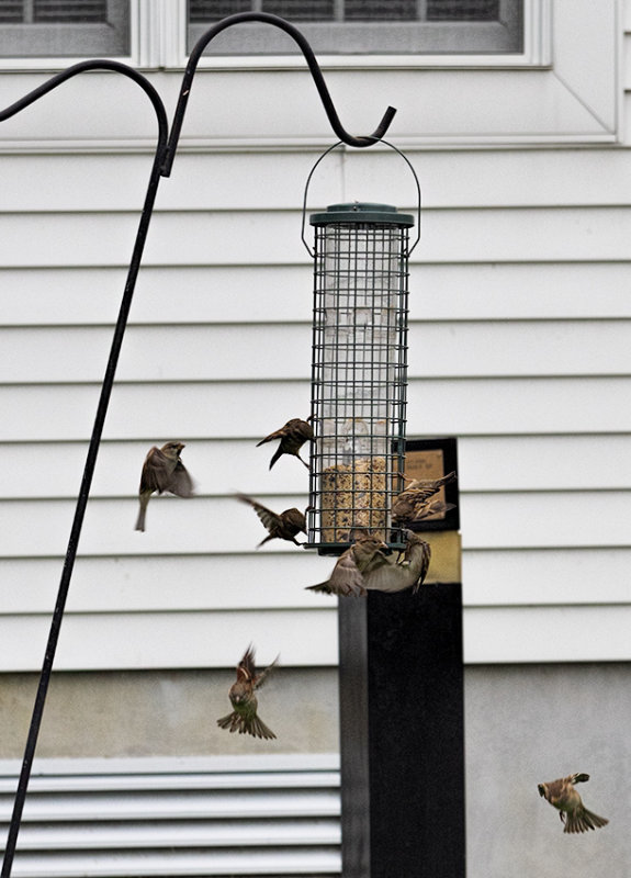 Bird feeder