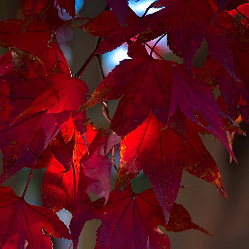 Autumn in Connecticut