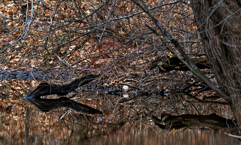 A brook in the city