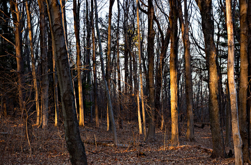 Sunlight in the wood