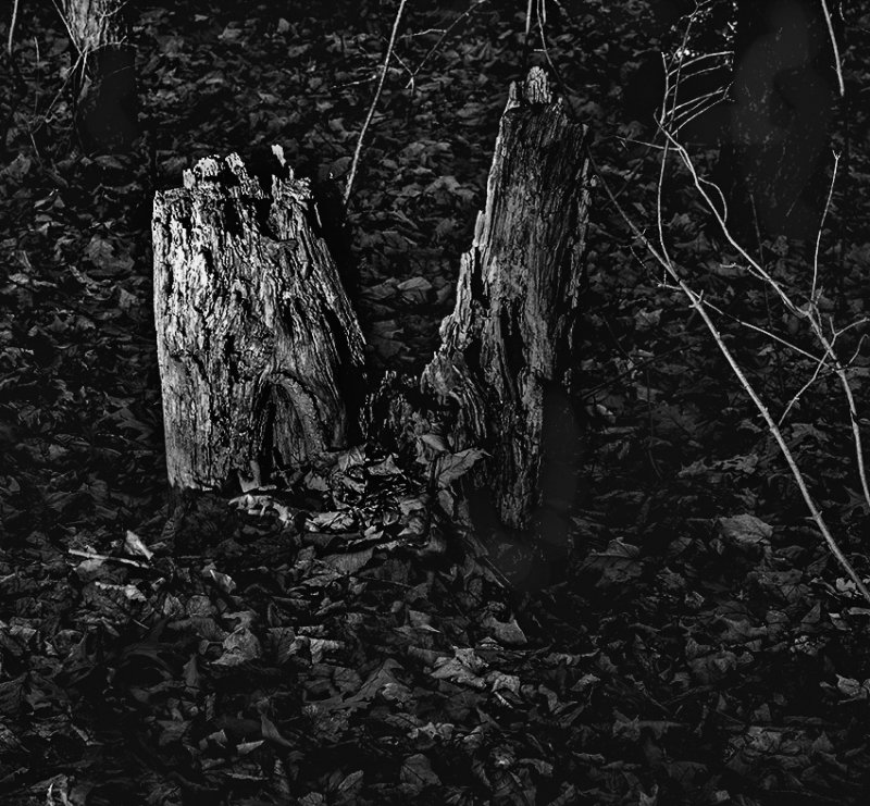 Tree stump in B&W