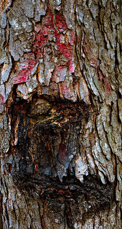 Tree Trunk
