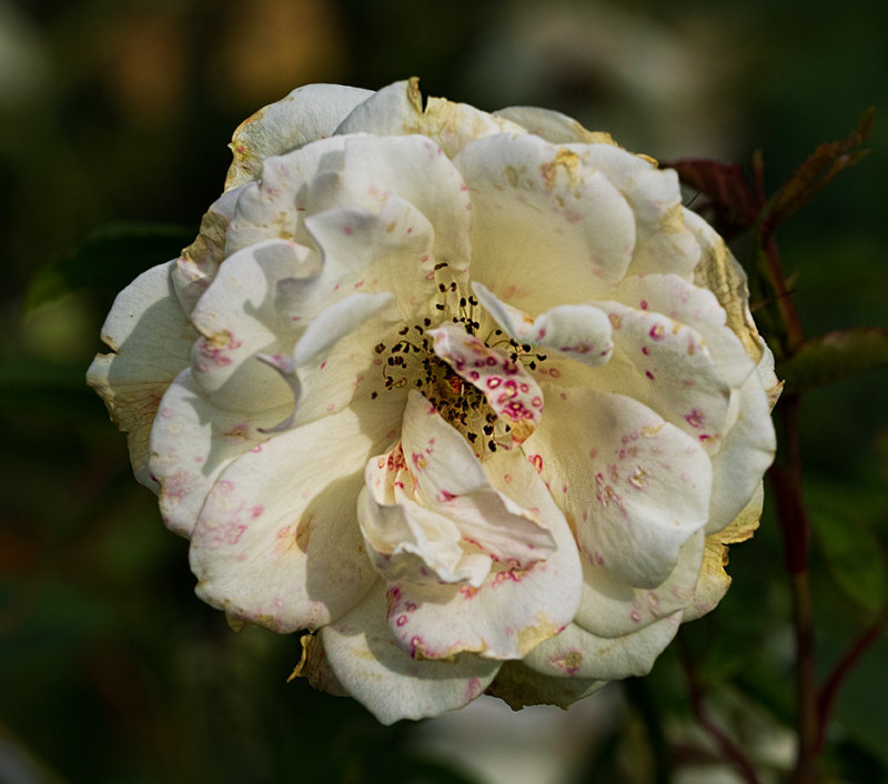 Fading beauty - Connecticut in autumn