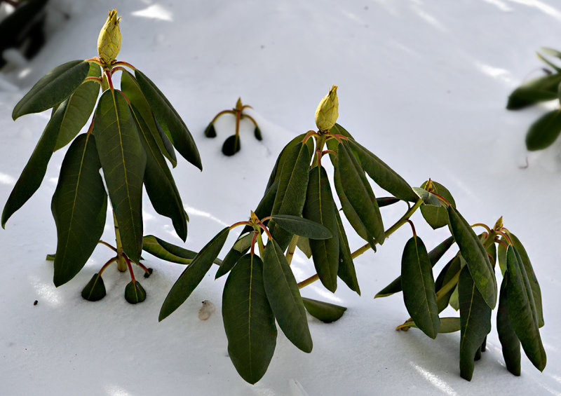 Buds in February