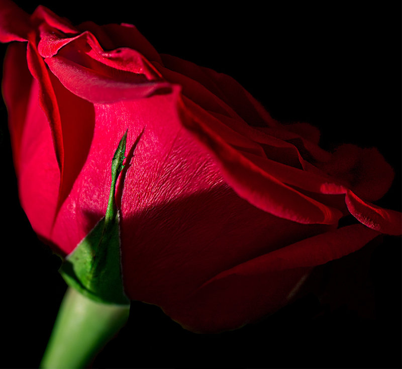  A Valentine rose.