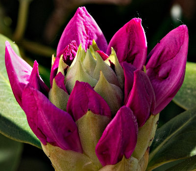 Our rhododendrons are about to bloom.