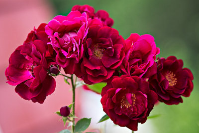 Roses on our rose bush(es)