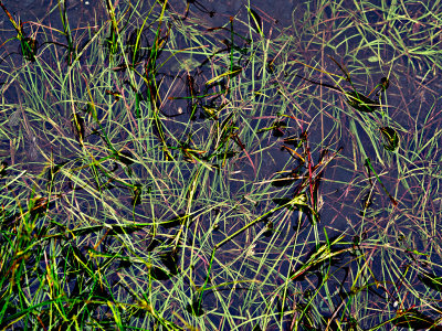 Grass in a puddle 
