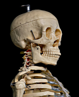 Portrait of a skull.
