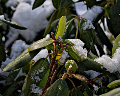 Our hearty rhododendron