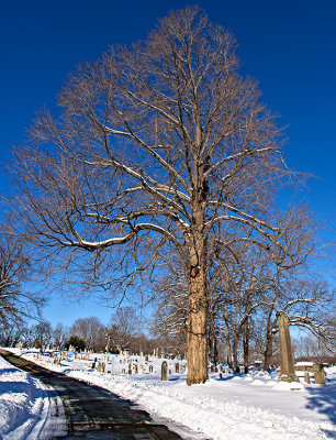 Tree in cemetery
