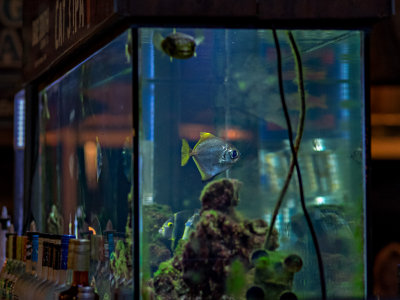 Fish tank in the bar