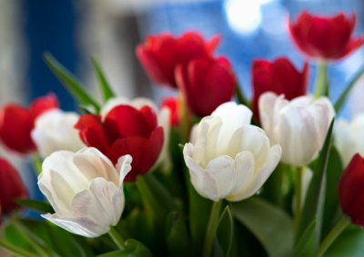 A bouquet of tulips.