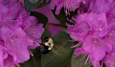 Bee and rhododendrons