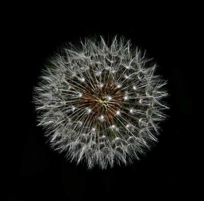 Dandelion Clock