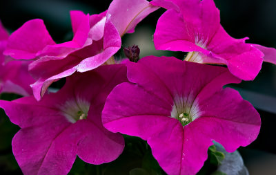 Petunia family and child.