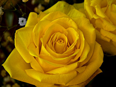 Yellow Rose