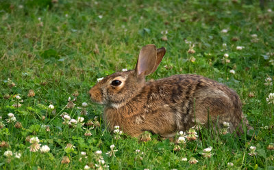 Rabbit in the clover.