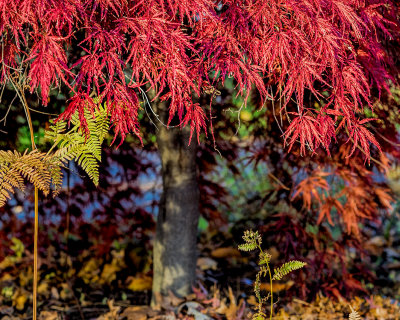 Autumn color