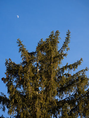 Moon over tree