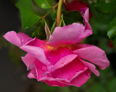Our rose bush