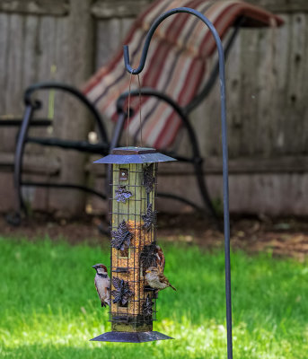 Birds at bird feeder.