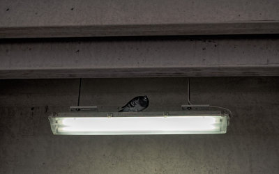 Pigeon on a light fixture