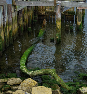 The Loch Ness Monster of Saybrook Point