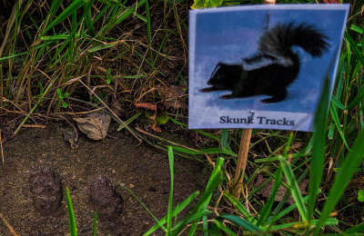Skunk tracks - Button Bush Trail