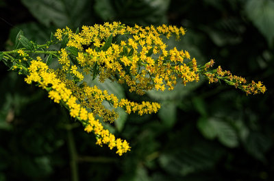 Button Bush Trail