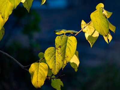 Golden Hour