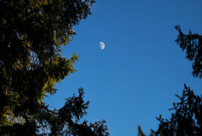Moon from my backyard.