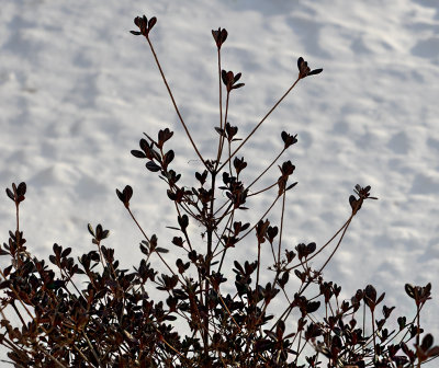Our azalea bush after the snowstorm. 