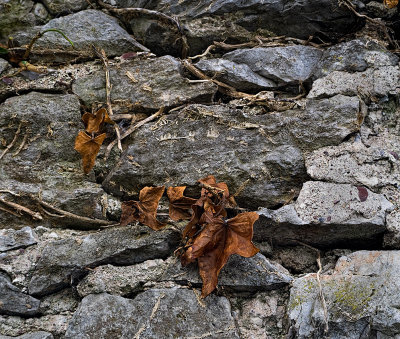 Dead leaves on rocks