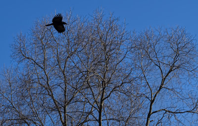 Crow- on the wing