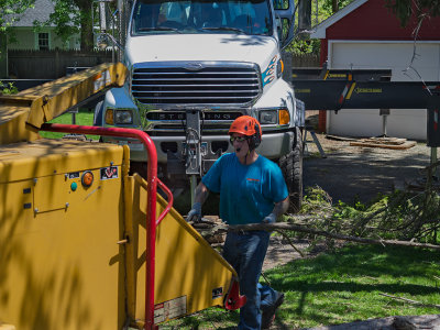 Tree Removal