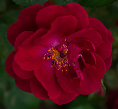 A Spring Rose