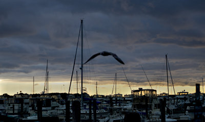 Marina, seagull and sunset