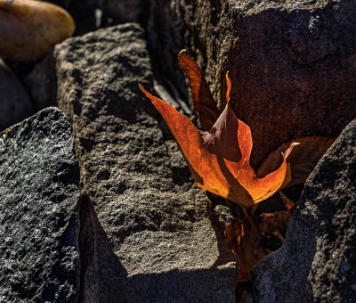 Leaf on the rocks
