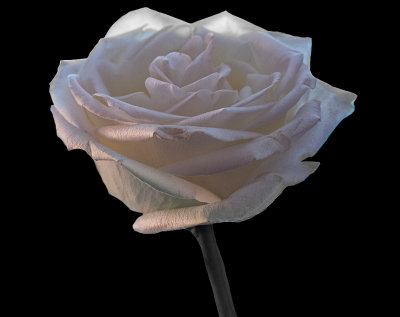 A white rose for my Darling