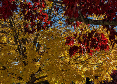 Autumn in Connecticut 