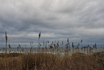 Sea, sky & reeds